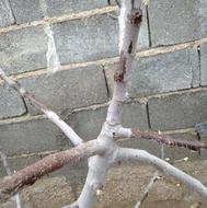 قلمه درختان میوه انجیر و انگور ......