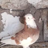 کبوتر کفتر فروشی