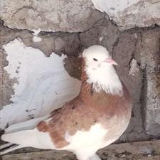 کبوتر کفتر فروشی