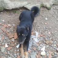 واگذاری سگ ژرمن محلی نر