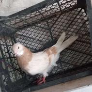 کبوتر فروشی