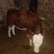 گوساله نر شرابی اصل