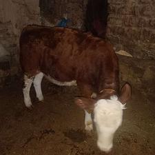 گوساله نر شرابی اصل