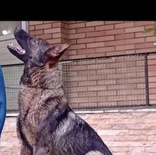 سگ اسپرت اصیل