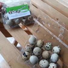 تخم بلدرچین بسته 12 تایی