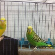 مرغ عشق حرفه ای تخم گوزار به شرط رام جفت خرده 30 تا بچه