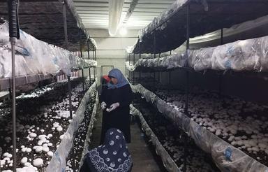 اجاره سالن پرورش قارچ