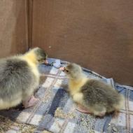 جوجه غازمحلی 4 عدد