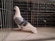 کبوتر نژاد در شیپور