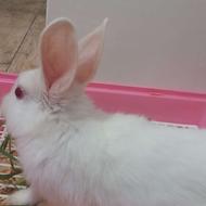 خرگوش فروشی