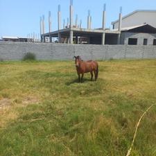 اسب ماده 3ساله