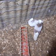 فروش کبوتر معمولی