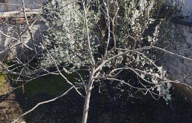 فروش زمین 335 متری طبرسی