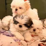 واگذاری توله شیتزو تریکالر سوپر فلت