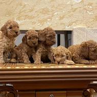 واگذاری توله پودل در پتشاپ