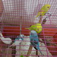 دونه ای پرنده