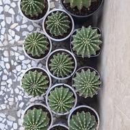 کاکتوس گلدار