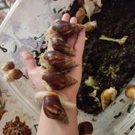 حلزون اچاتینا