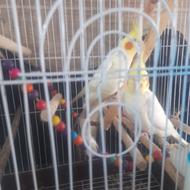 طوطی عروس هلندی