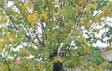 زمین سند دار