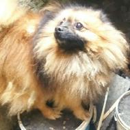 پامر سایز روباهی واگذاری