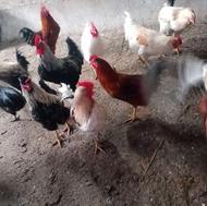 خروس درجه یک