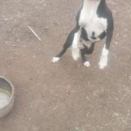 واگذاری توله پیتبول پنج ماه ماده مشکی