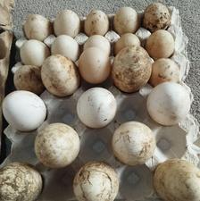 تخم غاز و اردک اسراییلی فروشی