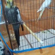 جفت عروس هلندی