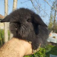 خرگوش لوپ ترکیش عروسکی