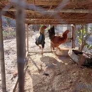 خروس دورگ لاری