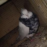 سلام به کبوتر بازان، طوقی هفت رنگ نر به شرط پرش به شرط تخم