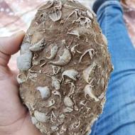 فسیل کلکسیونی قدمتی