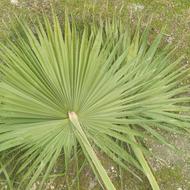 برگ درخت پالم