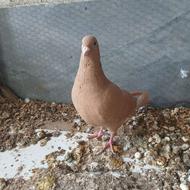 کبوتر بغدادی خوشرنگ و سالم و بازیگوش