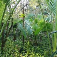 گل پالم واشنگتن و یاس هلندی