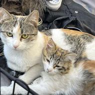 واگذاری گربه