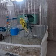 مرغ عشق همراه قفس