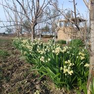 گل نرگس فروش پیاز