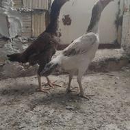 لاری اوشامو