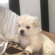 واگذاری سگ پیکنیز امپریال