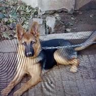 سگ ژرمن گرگی