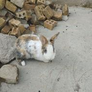 خرگوش سرحال