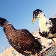 اردک نرو ماده بامزه و باهوش