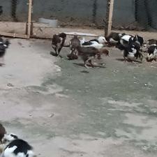 جوجه گلین چند ماهه