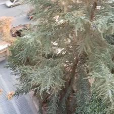 اجاره آپارتمان 230 متر در نیاوران