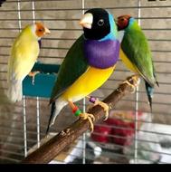 پرنده عروس هلندی جفت