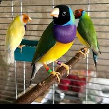 پرنده عروس هلندی جفت