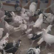 کفتر29 عدد یکجا4تومن