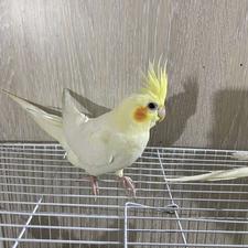 عروس هلندی لوتینو